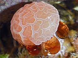 Wrinkled peach - cap