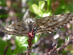 Common heath