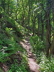 Woodland path