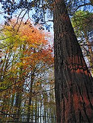 Redwood and beech