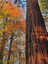 Beech and redwood