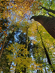 Beech trunks