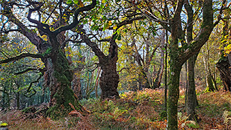 Atmospheric woodland