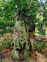 Oak amongst bracken