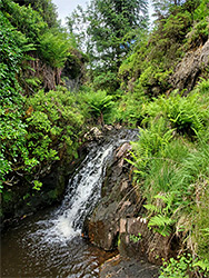 Ferny cascade