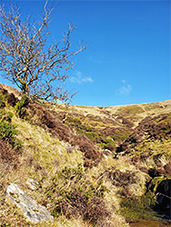 Isolated tree