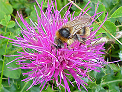 Bee on knapweed