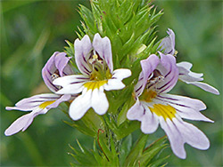 Eyebright