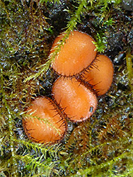 Eyelash fungus