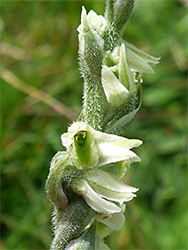 Autumn ladies tresses