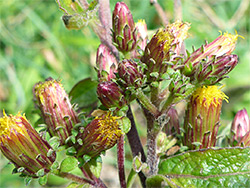 Ploughman's spikenard