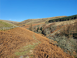 Path through bracken