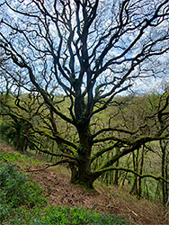 Leafless tree