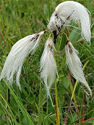 Common cottongrass