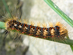 Knot grass moth caterpillar