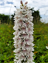 Common spotted orchid