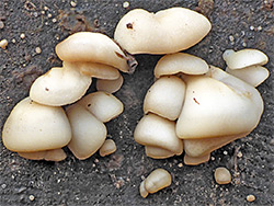 Oyster mushroom