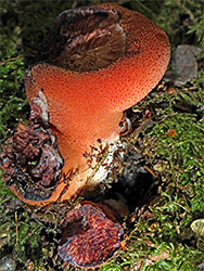 Beefsteak fungus