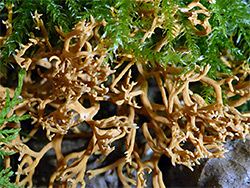 Coral fungus