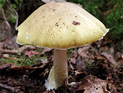 Deathcap