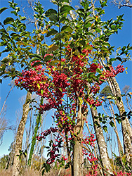 Sprindle berries