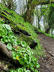 Pennywort