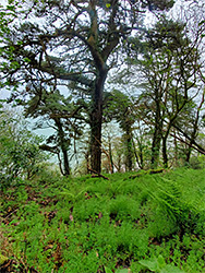 Trees and ferns