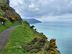 Gorse by the path