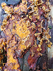 Crust fungus