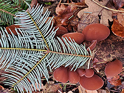 Fir leaves and jelly ear