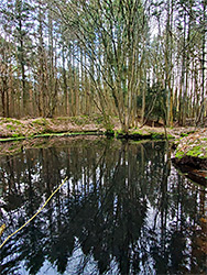 Slender trees