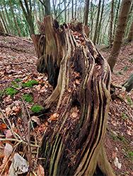 Textured tree stump