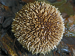 Spiny puffball