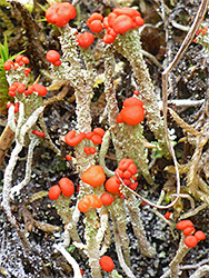 Gritty British soldiers lichen