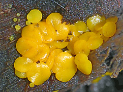 Yellow fairy caps