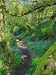 Bluebell path