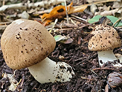 Amanita