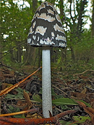 Magpie inkcap