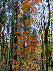 Slender trees