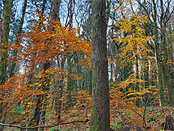 Autumnal beech leaves