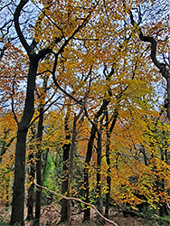 Orange-yellow leaves