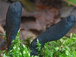 Dead mans fingers