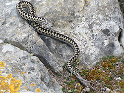 Adder