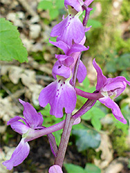 Early purple orchid