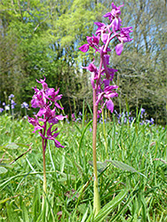 Orchids in a meadow