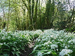 Wild garlic