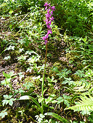 Orchid in the wood