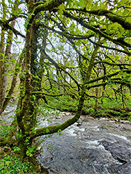 Sycamore tree