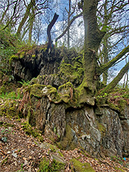 Tree on rocks