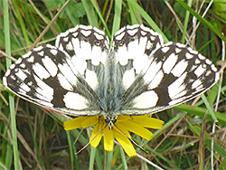 Marbled white